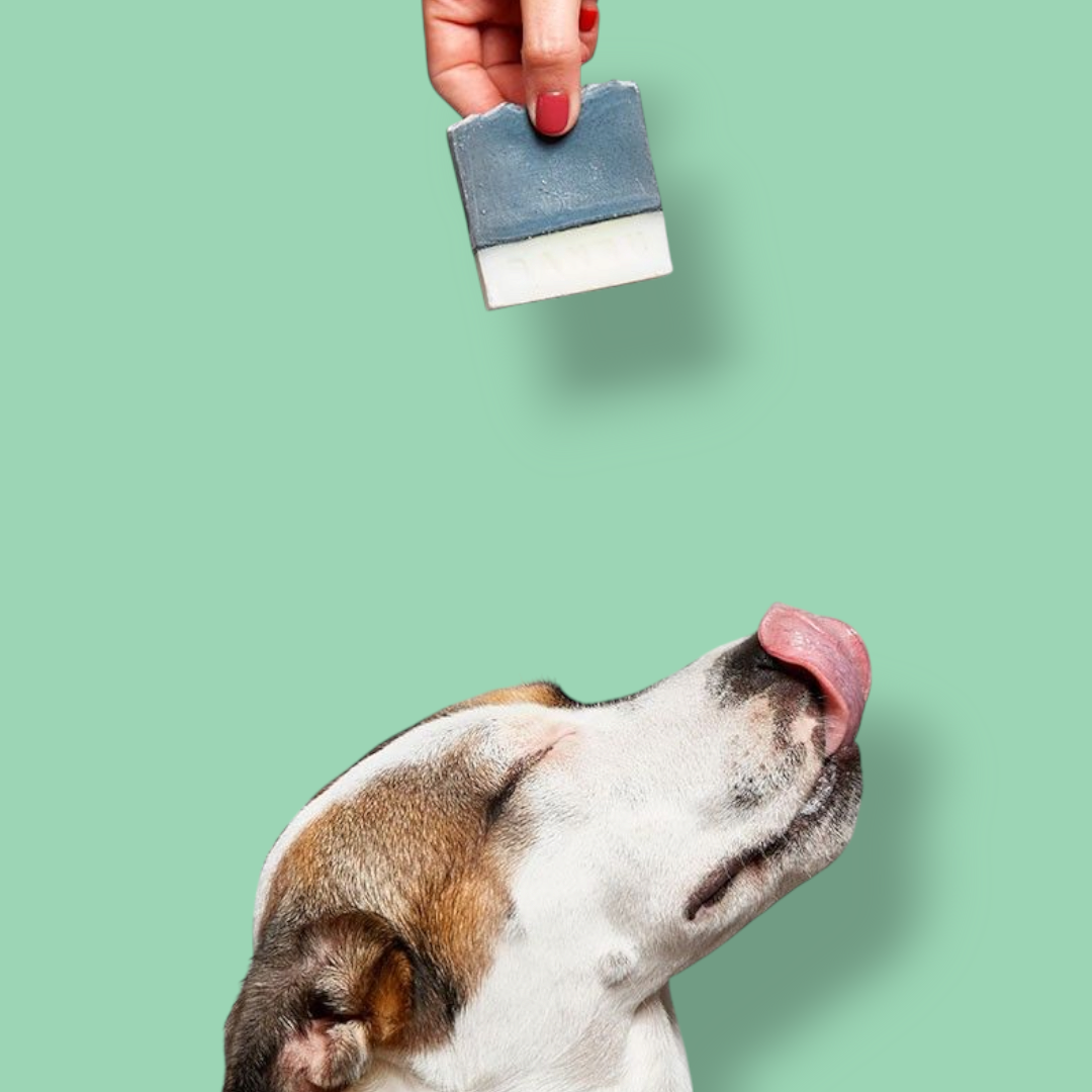 Sapone pets solido Wow!